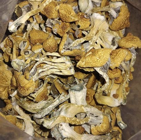 Magic mushrooms for sale onlone